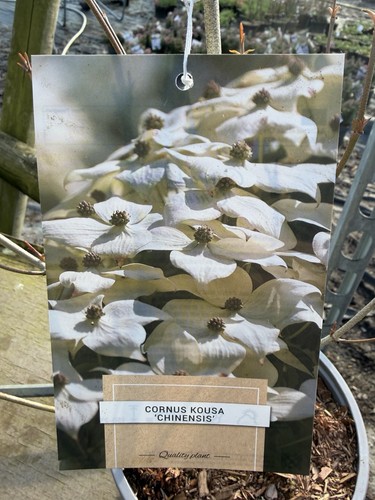 Cornus kousa chinesis pot - kousa, 2l