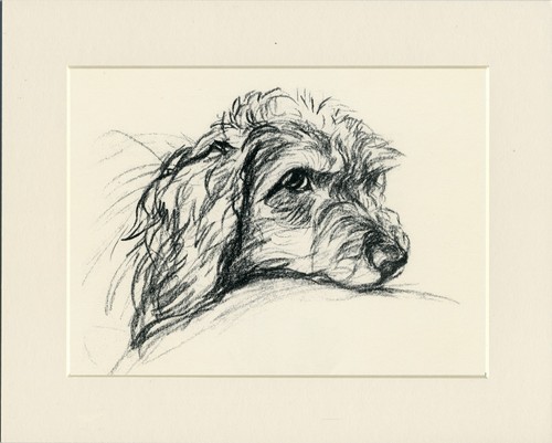 Dachshund wire haired vintage - haired,