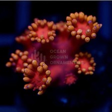 🏆🔥Collectors Golden