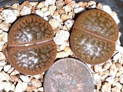 Mesemb plant lithops hookeri - plant,
