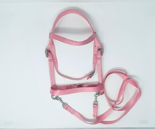 Miniature horse sm pony - /,