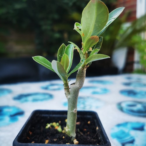 Adenium obesum desert - adenium,