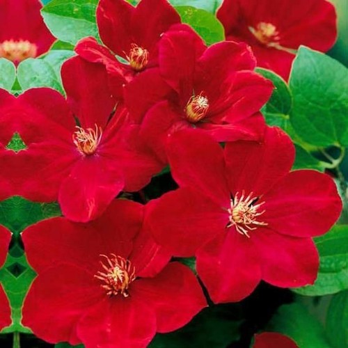 Bright red clematis - 25,