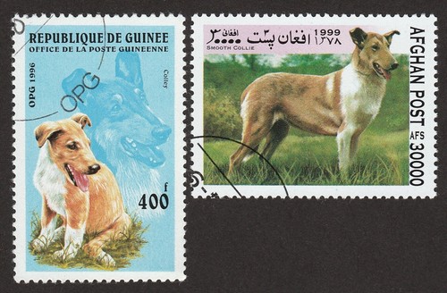 Smooth collie int - **, int'l