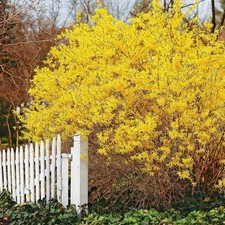 Forsythia X Intermedia