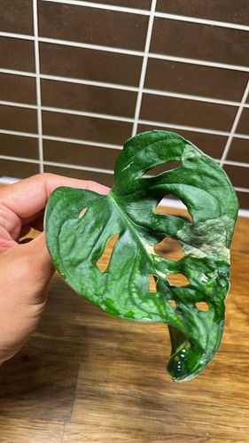 Monstera adansonii albo - monstera,
