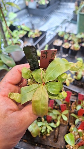 Nepenthes mirabilis globosa x - (mirabilis,