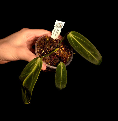 Anthurium warocqueanum