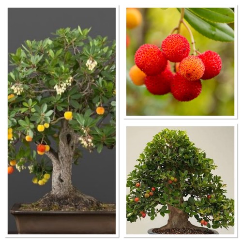 Bonsai starter tree - , strawberry