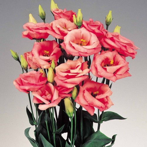 Lisianthus grandiflorum rose
