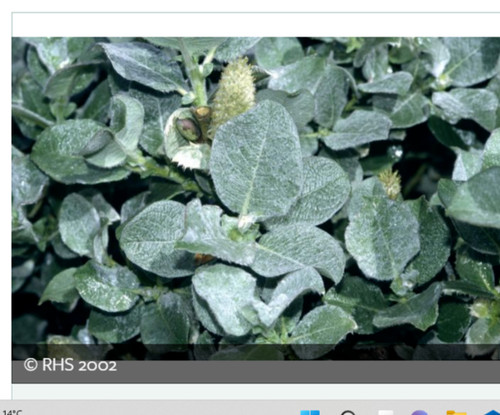 Dwarf salix lanata woolly - salix,