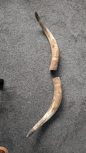 Highland cow horns taxidermy - cow,