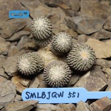 7.3cm Rare Cacti Pelecyphora