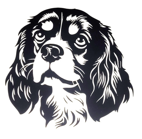 Cavalier king charles - 1x,