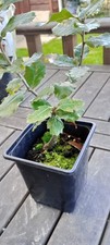 holm oak (an evergreen oak  ) starter bonsai trees 