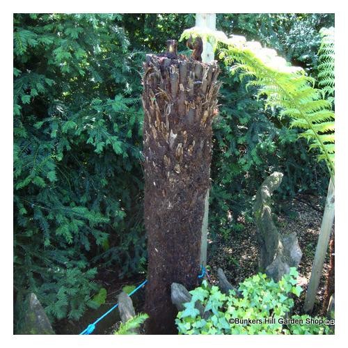 4ft premium tree fern - -,