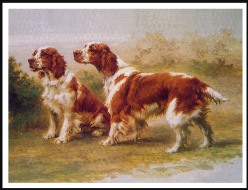 Welsh springer spaniel - welsh, two