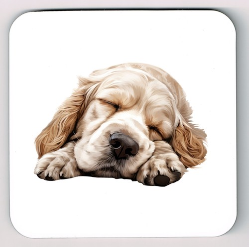 Sleeping laying down clumber - down,