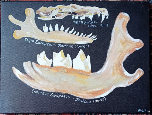 Osteology skull bone painting - bone,