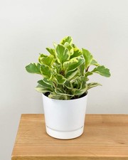 Variegated Baby Rubber Plant