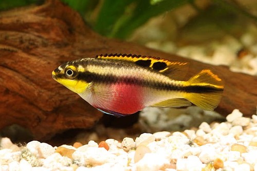 Kribensis cichlid pair - kribensis, pair-rainbow