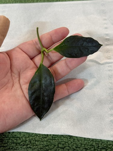 Hoya nyhuusiae cutting🌿