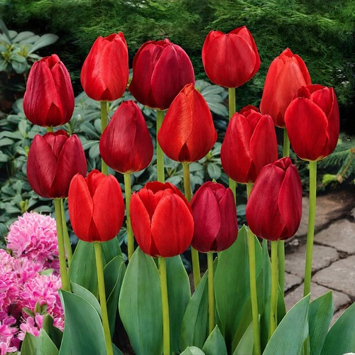 100 red mixed - 10,
