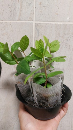 Pink guava fruit plant - pink,