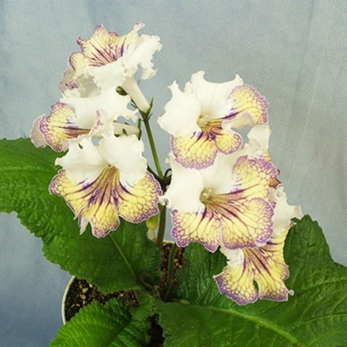 Streptocarpus ambra plug - ambra-plug, plant