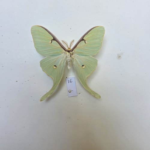 Actias luna the moth - the, set
