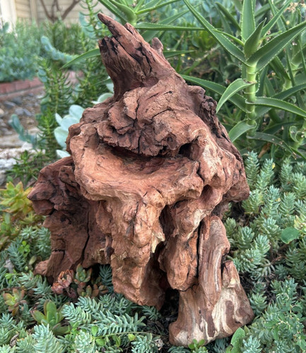 Large driftwood manzanita - large,