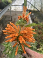 leonotis leonurus 3ltr Pot 70cm Specimen Plants