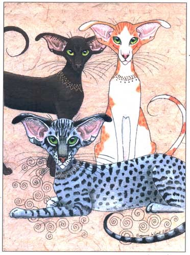 Oriental cat print havana - print,