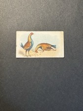 Fighting Cocks Cigarette Card (no 10)  Game Fowl
