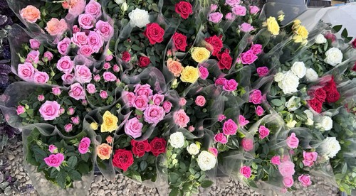 Beautiful mini rose plants - plants, –