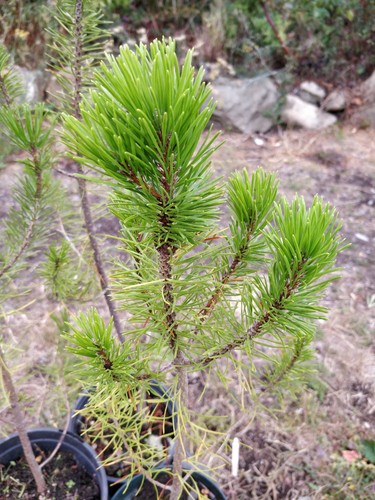 Lodgepole pine pinus contorta - lodgepole, pine/pinus
