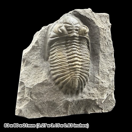 Hollardops mesocristata