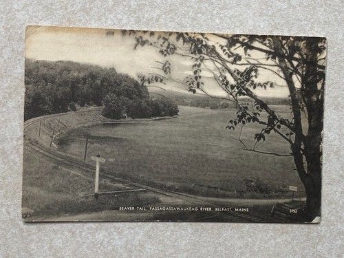 2441 postcard beaver tail - 2441,