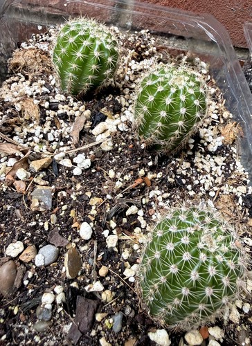 Actual plant echinopsis - plant.,