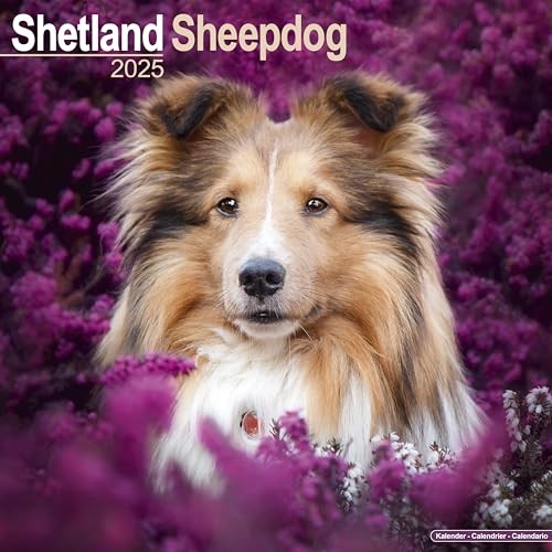 Shetland sheepdog 2025 square - 2025,