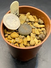 lithop susannae hookeri