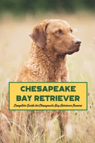 Chesapeake bay retriever - chesapeake,