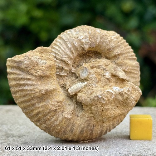 Reineckeia anceps fossil - anceps,
