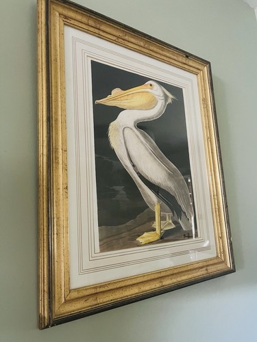 Framed audubon pelican - framed,