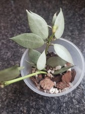 Hoya Lacunosa Super Silver