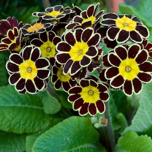 Primula auricula gold lace - primula,