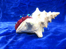 Delicate Shell with Pin Cushion insert approx 4 x 3.5