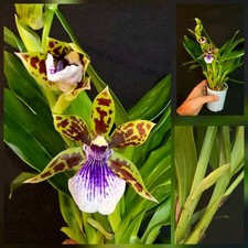 Mini Zygopetalum Hybrid. 2