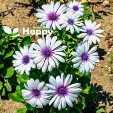 AFRICAN DAISY POLAR STAR - 150