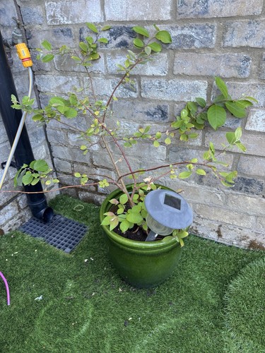Tree pot - in,